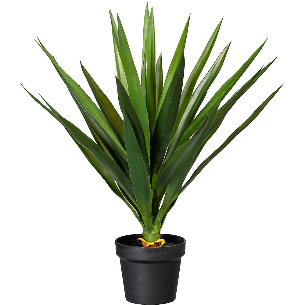 Yucca