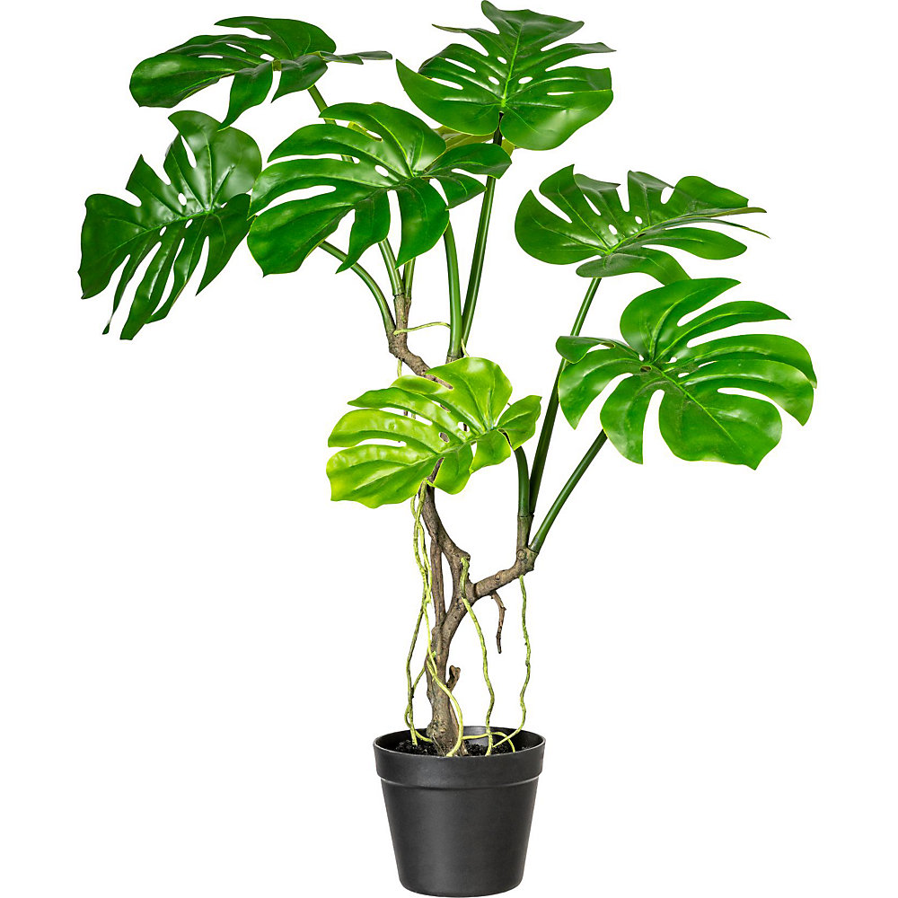 Image of Monstera deliciosa - kaiserkraft043