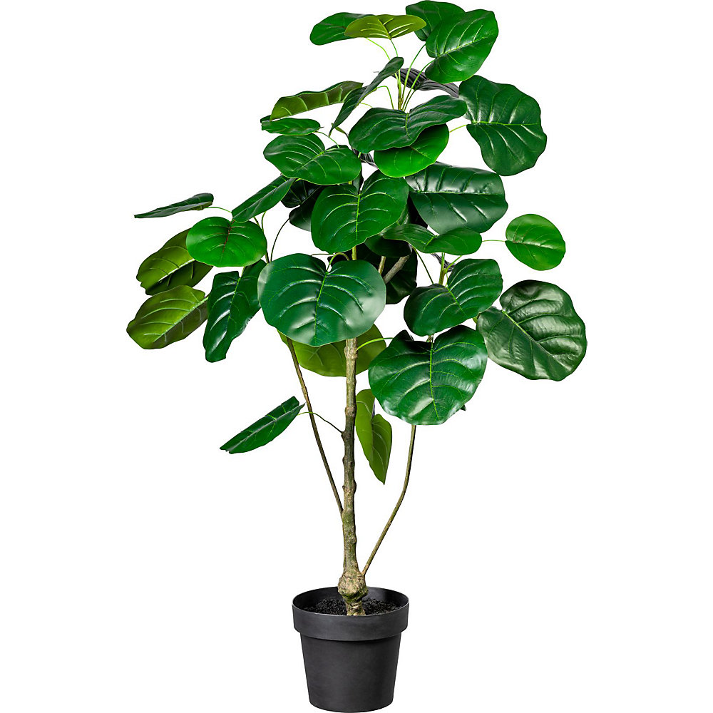 Figuier Ficus deliciosa