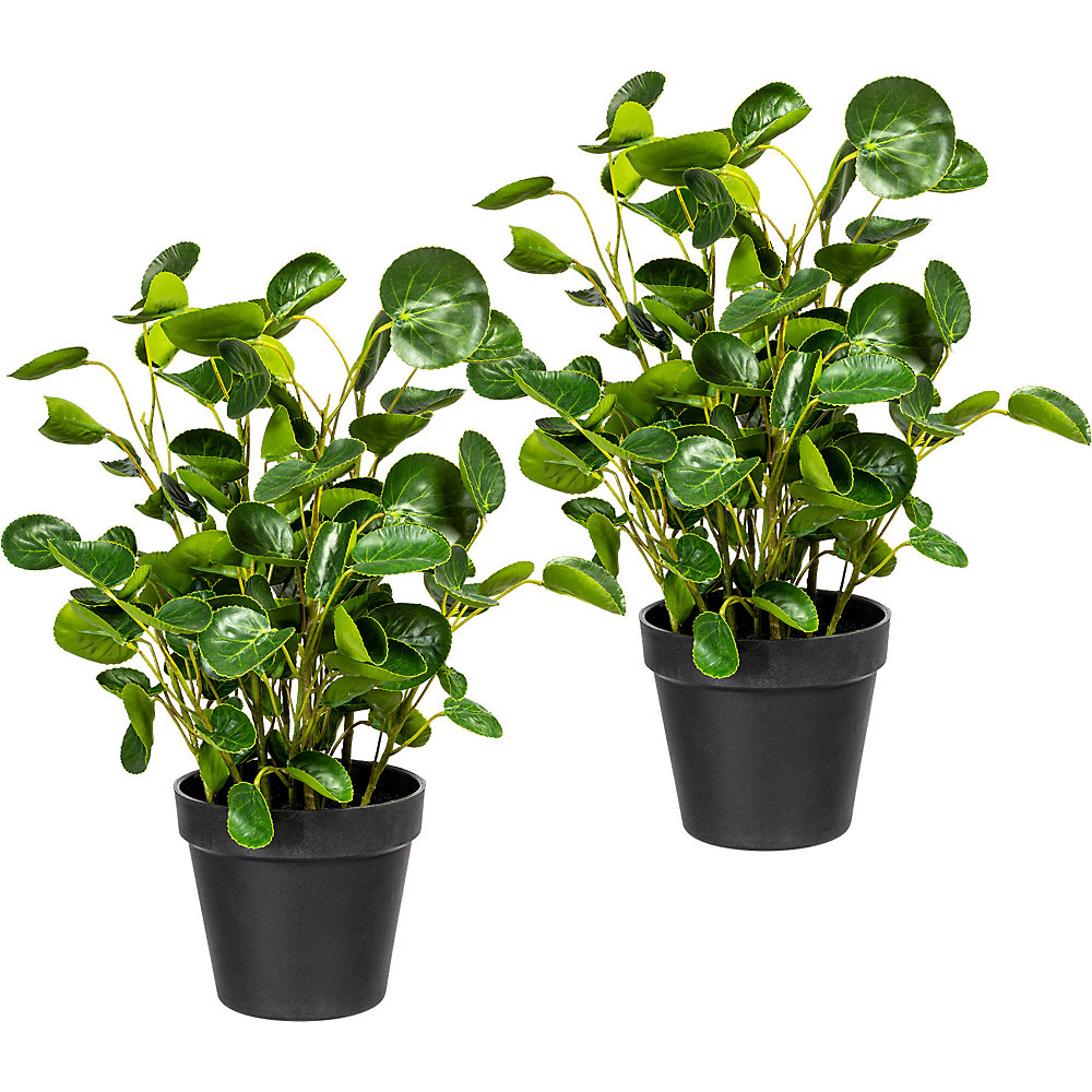 Buisson de pilea