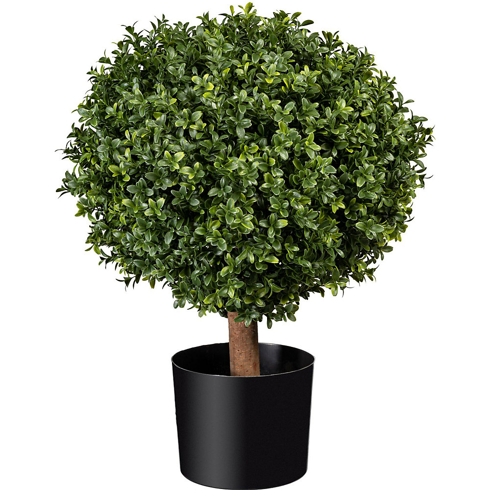 Boule de buis sur tronc naturel