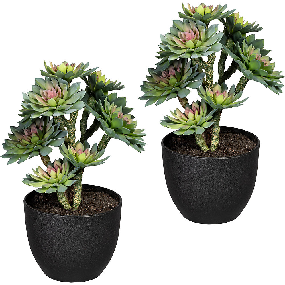 Succulentes sur tige