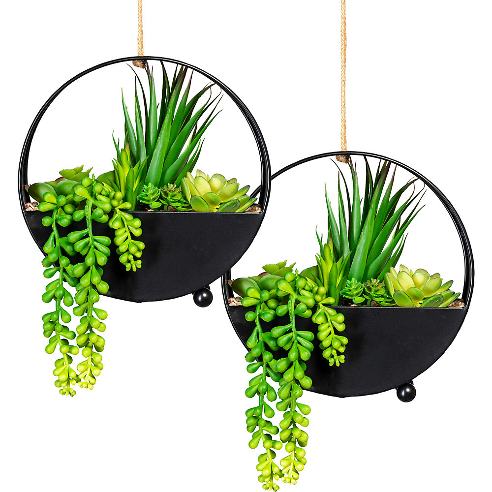 Arrangement de succulentes