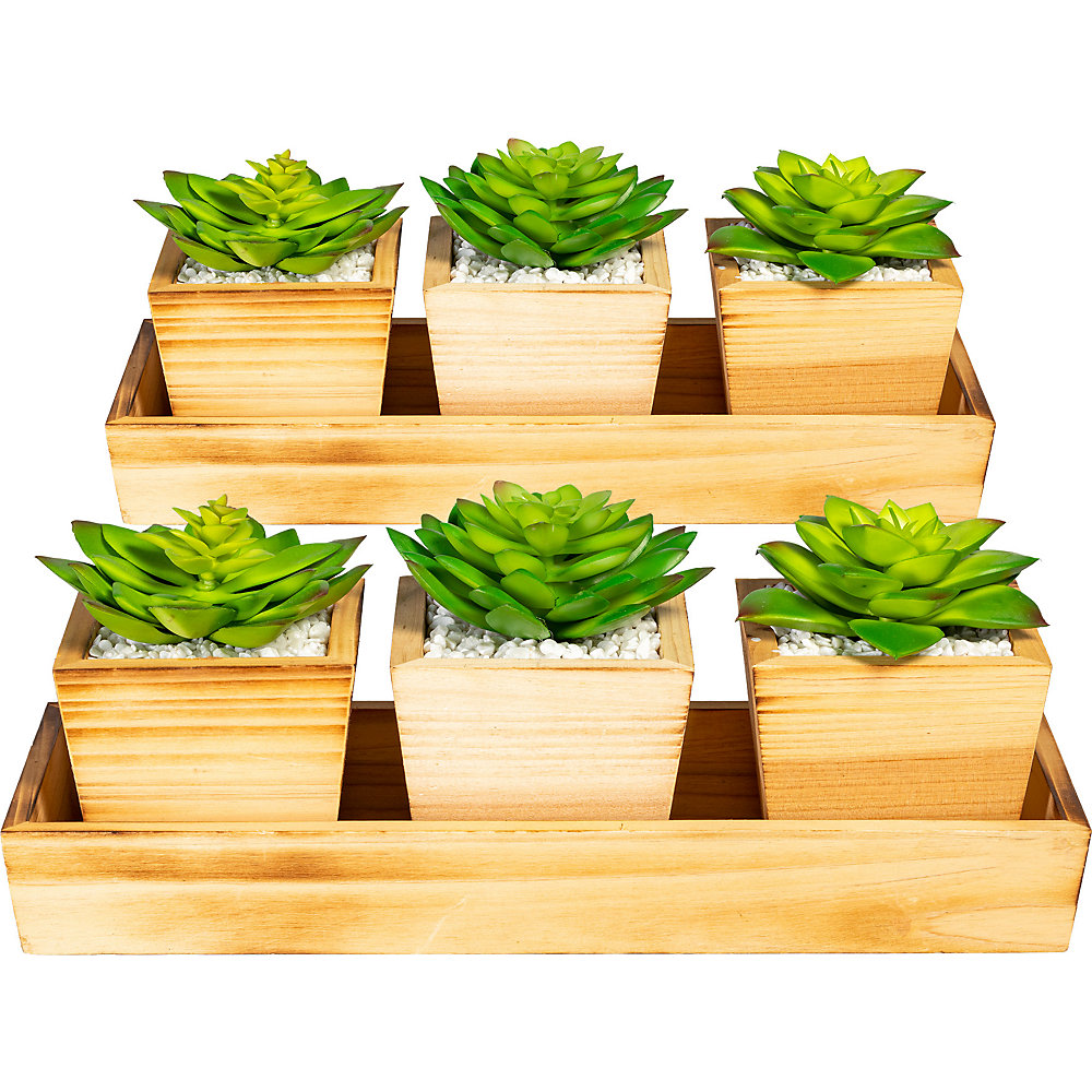 Arrangement de succulentes sur tablette en bois