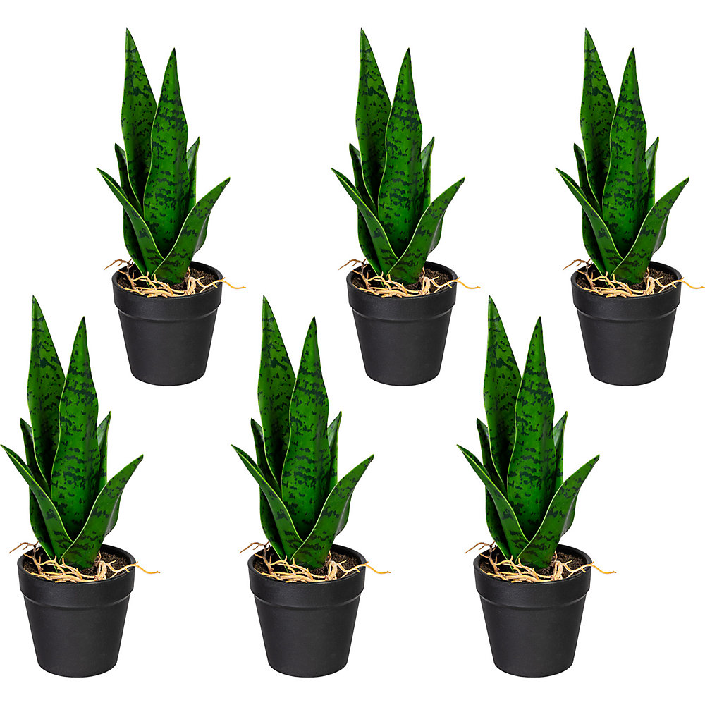 Sansevieria mini