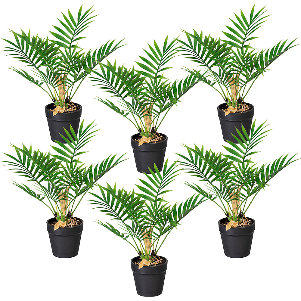 Mini-palmier Chamaedorea