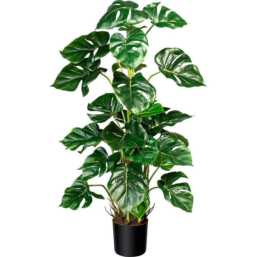 Philodendron à feuilles divisées