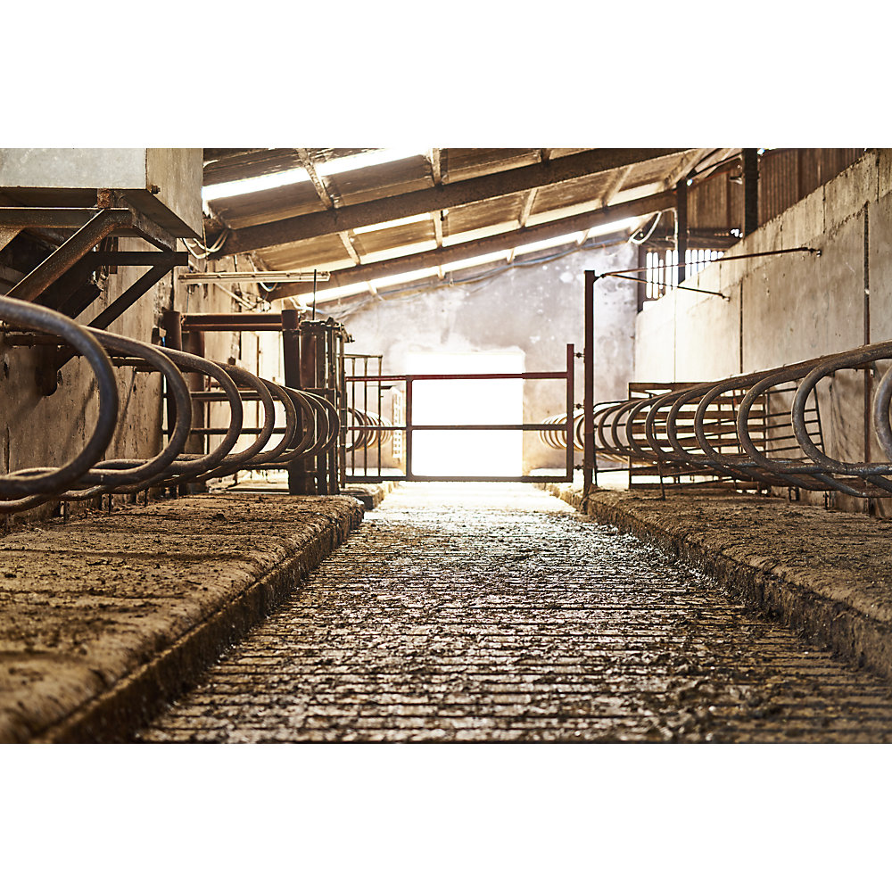Stallreiniger, Kunststoff-Kanister, Inhalt 10 l Bio-Circle 2