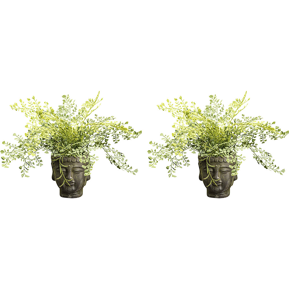 Adiantumbosje, cementpot, VE = 2 stuks, hoogte 350 mm