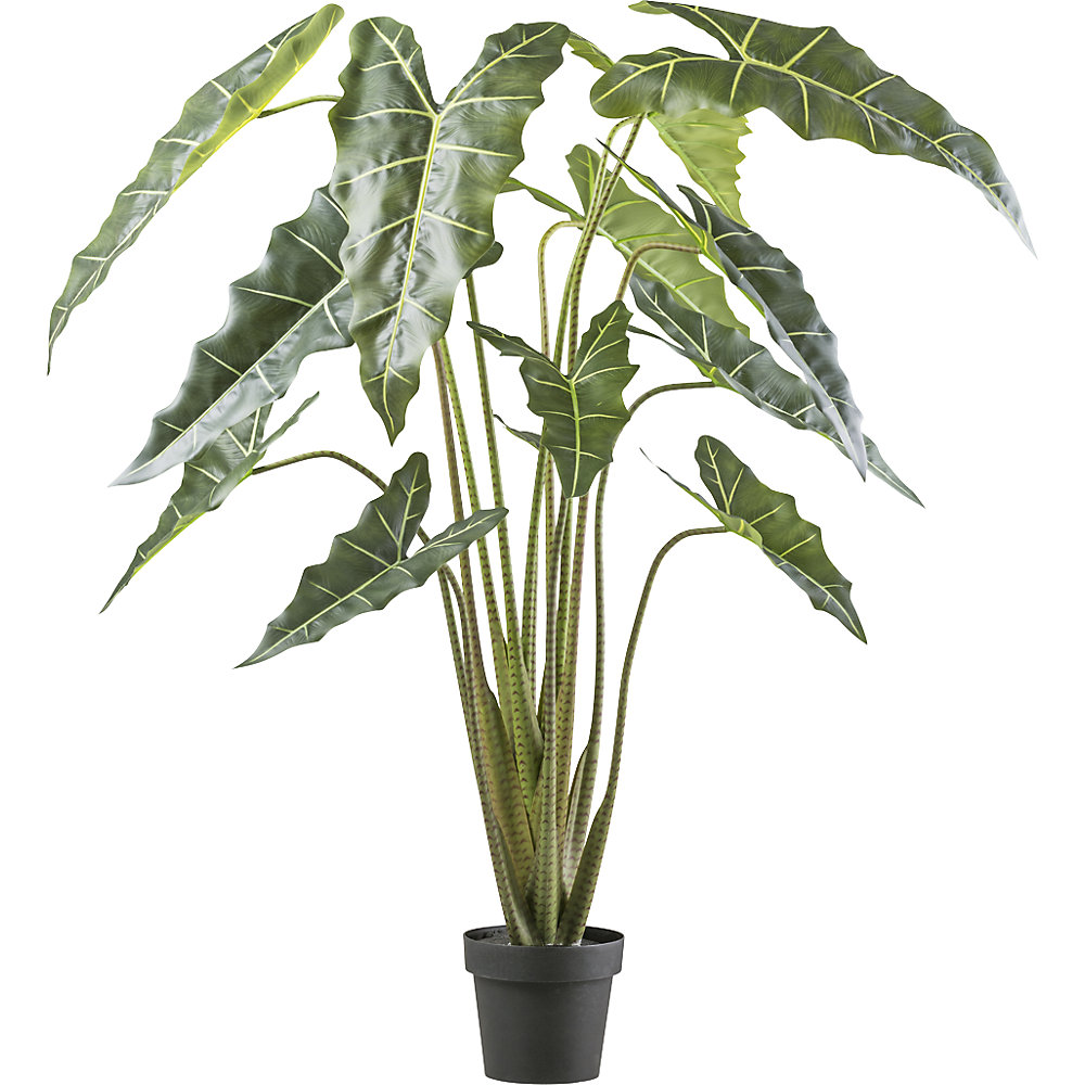 Alocasia zebrina sarian, kunststofpot, hoogte 1600 mm