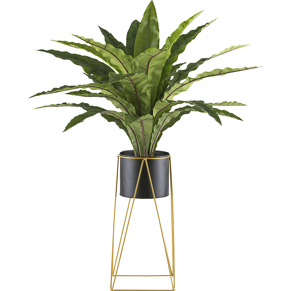 Asplenium, metalen pot, hoogte 1050 mm