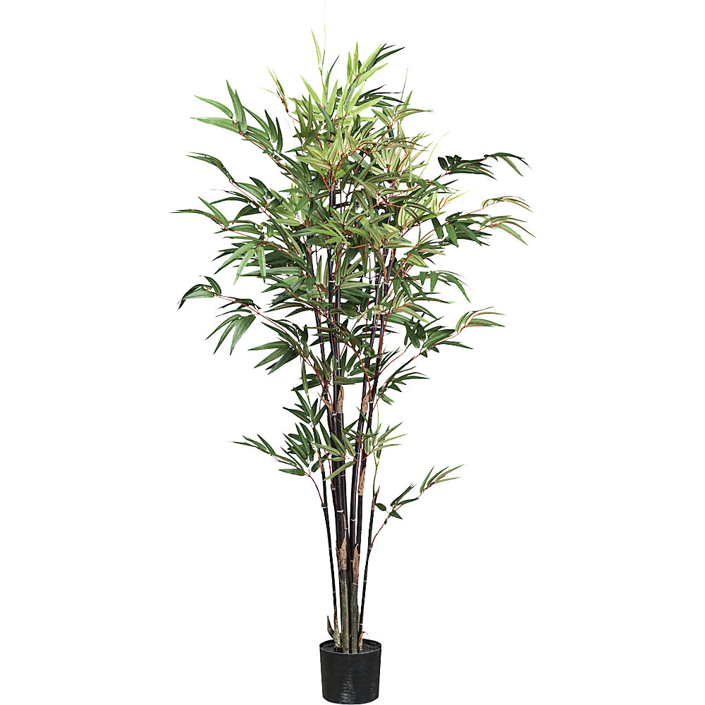 Bamboe Chinees wonder, kunststofpot, hoogte 160 mm