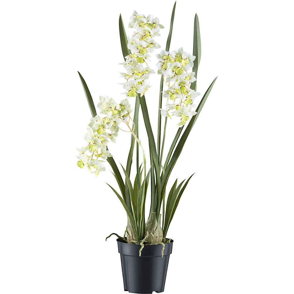Orchidee Cymbidie orientalis, kunststofpot, hoogte 800 mm, bladkleur wit / groen