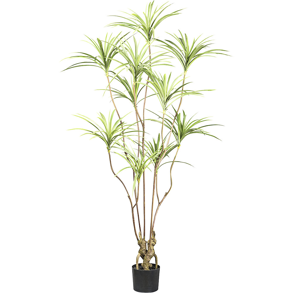 Dracaena, kunststofpot, hoogte 1800 mm