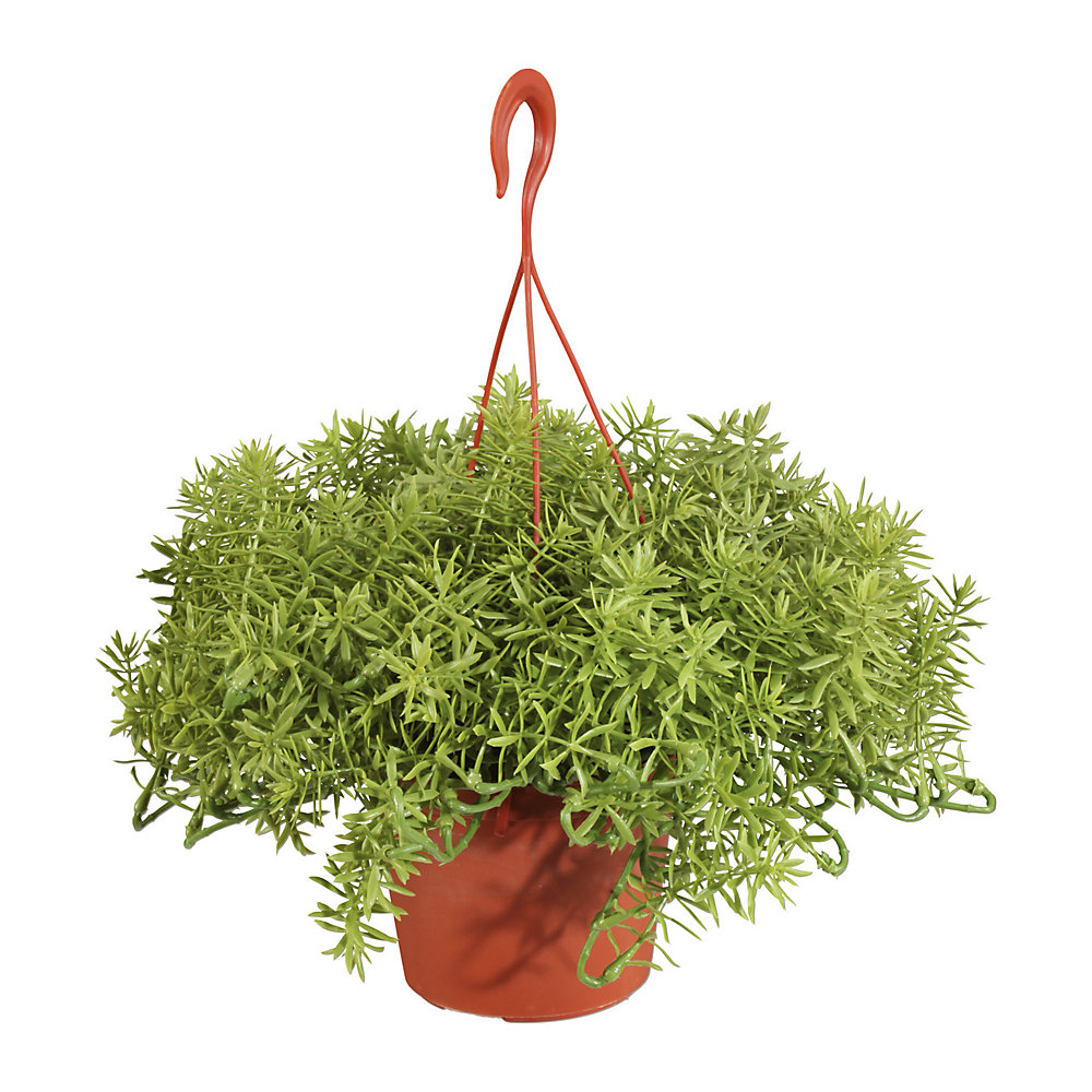 Senecio aureus dans une ampoule suspendue