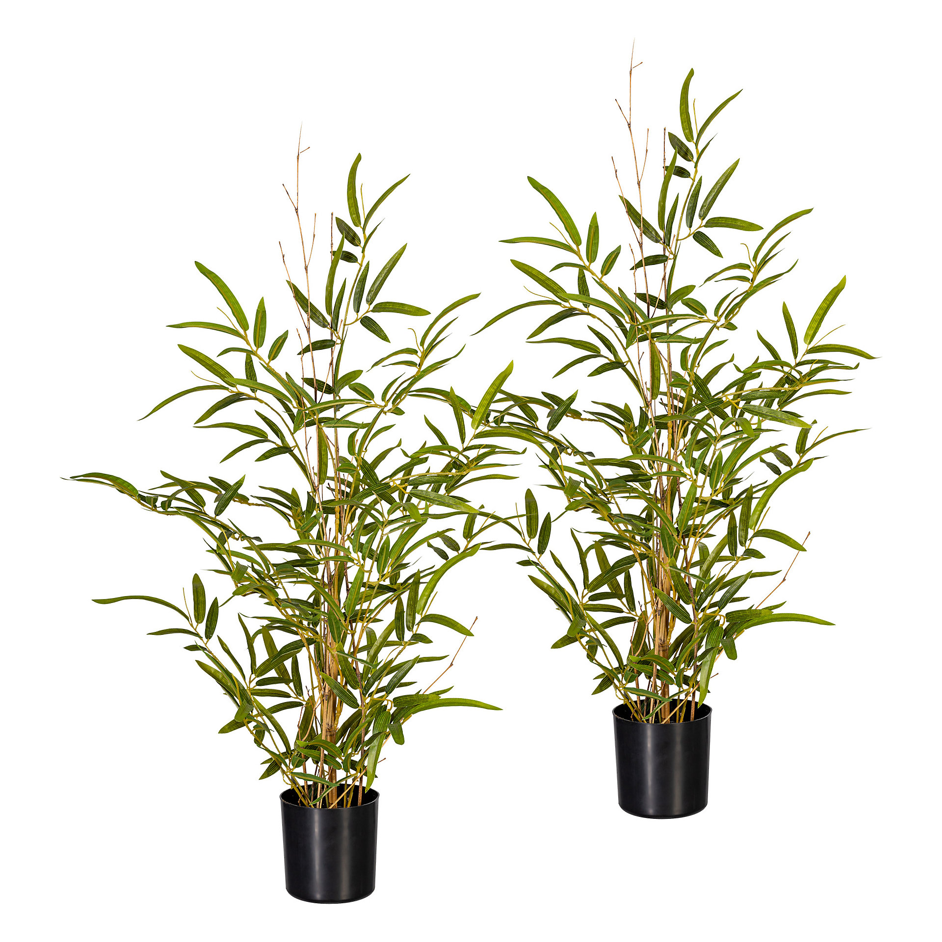  Bambou   petites feuilles sur tronc  naturel lot de  2 
