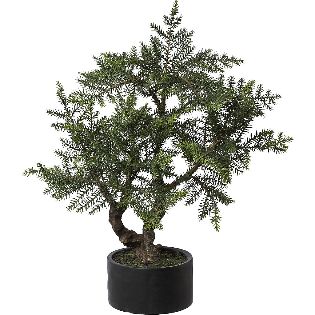 Sapin d'intérieur bonsaï pot en céramique kaiserkraft
